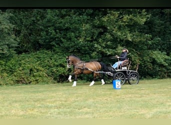 Kuc walijski partbred, Klacz, 13 lat, 150 cm, Gniada