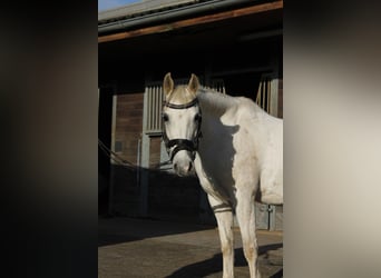 Kuc walijski partbred, Klacz, 15 lat, 130 cm, Siwa