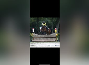 Kuc walijski partbred, Klacz, 19 lat, 144 cm, Ciemnogniada