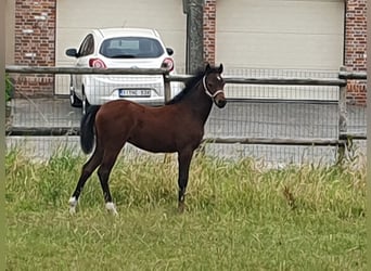 Kuc walijski partbred, Klacz, 1 Rok, 135 cm, Gniada