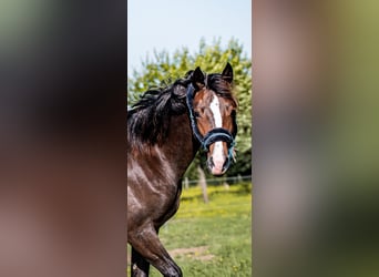 Kuc walijski partbred, Klacz, 1 Rok, 157 cm