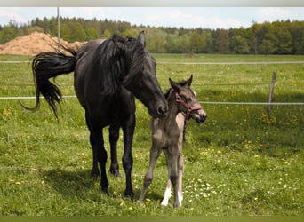 Kuc walijski partbred, Klacz, 1 Rok, Skarogniada