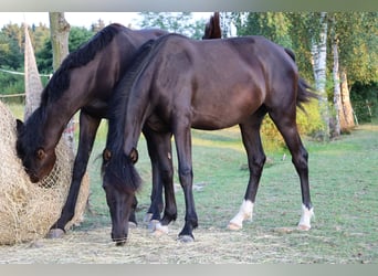 Kuc walijski partbred, Klacz, 1 Rok, Skarogniada