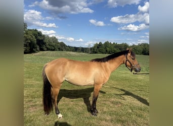 Kuc walijski partbred, Klacz, 2 lat, 132 cm, Bułana