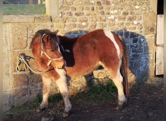 Kuc walijski partbred, Klacz, 3 lat, 115 cm, Tobiano wszelkich maści