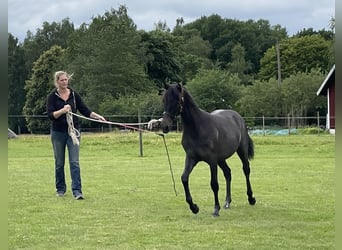 Kuc walijski partbred, Klacz, 3 lat, 136 cm, Siwa