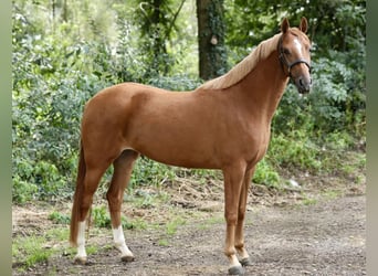 Kuc walijski partbred, Klacz, 3 lat, 145 cm, Kasztanowata