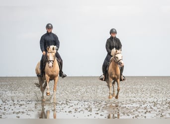 Kuc walijski partbred, Klacz, 4 lat, 145 cm, Izabelowata