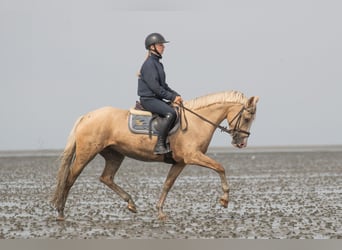 Kuc walijski partbred, Klacz, 4 lat, 145 cm, Izabelowata