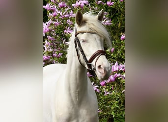 Kuc walijski partbred, Klacz, 4 lat, 145 cm, Perlino