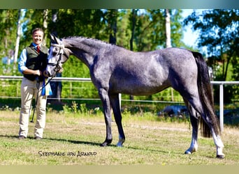 Kuc walijski partbred, Klacz, 4 lat, 145 cm, Siwa