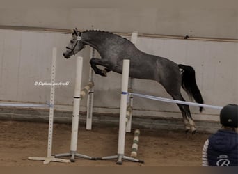 Kuc walijski partbred, Klacz, 4 lat, 145 cm, Siwa