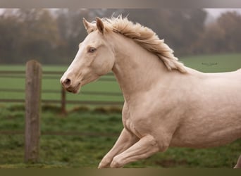 Kuc walijski partbred, Klacz, 4 lat, 150 cm, Cremello