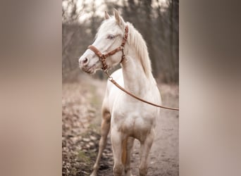 Kuc walijski partbred, Klacz, 4 lat, 150 cm, Cremello