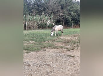 Kuc walijski partbred Mix, Klacz, 6 lat, 124 cm, Siwa