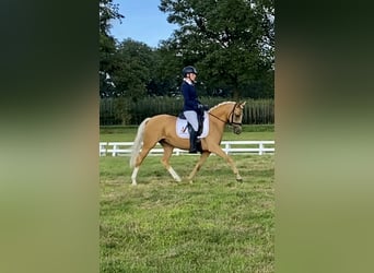 Kuc walijski partbred, Klacz, 6 lat, Izabelowata