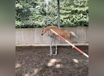 Kuc walijski partbred, Klacz, 6 lat, Izabelowata