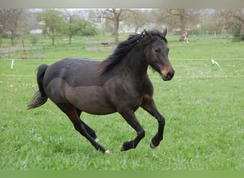 Kuc walijski partbred, Klacz, 7 lat, 150 cm, Ciemnogniada