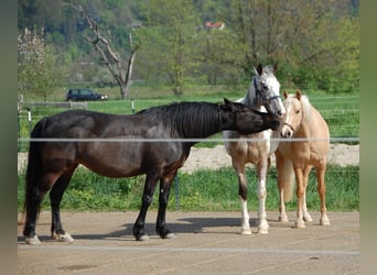 Kuc walijski partbred, Klacz, 7 lat, 150 cm, Ciemnogniada