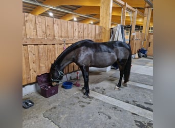 Kuc walijski partbred, Klacz, 7 lat, 150 cm, Ciemnogniada