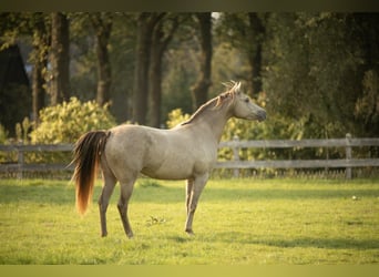 Kuc walijski partbred, Klacz, 8 lat, 140 cm, Szampańska