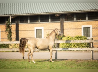 Kuc walijski partbred, Klacz, 8 lat, 140 cm, Szampańska