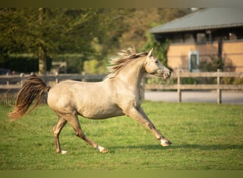 Kuc walijski partbred, Klacz, 8 lat, 140 cm, Szampańska