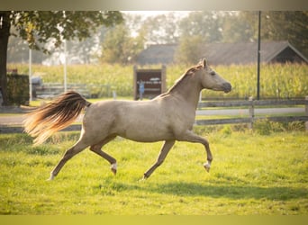 Kuc walijski partbred, Klacz, 8 lat, 140 cm, Szampańska