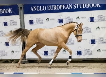 Kuc walijski partbred, Klacz, 8 lat, 140 cm, Szampańska