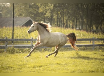 Kuc walijski partbred, Klacz, 8 lat, 140 cm, Szampańska