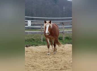 Kuc walijski partbred, Klacz, 8 lat, 144 cm, Kasztanowata