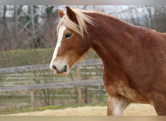 Kuc walijski partbred, Klacz, 8 lat, 144 cm, Kasztanowata