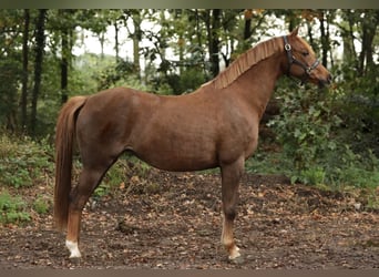 Kuc walijski partbred, Klacz, 9 lat, 135 cm, Ciemnokasztanowata