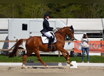 Kuc walijski partbred, Klacz, 9 lat, 155 cm, Kasztanowata