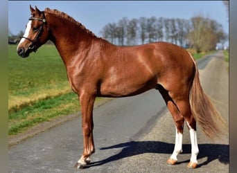 Kuc walijski partbred, Ogier, 11 lat, 145 cm, Kasztanowata