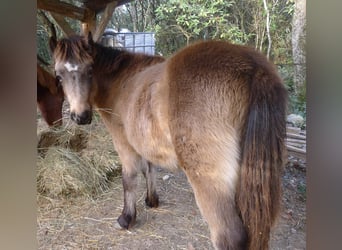 Kuc walijski partbred, Ogier, 1 Rok, 110 cm, Bułana