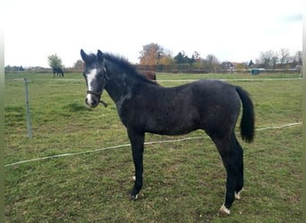 Kuc walijski partbred, Ogier, 1 Rok, 150 cm, Biała