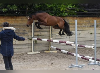Kuc walijski partbred, Ogier, 3 lat, 134 cm, Gniada