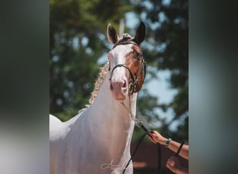 Kuc walijski partbred, Ogier, 3 lat, 151 cm, Srokata