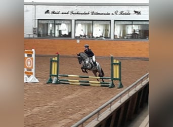 Kuc walijski partbred, Ogier, 12 lat, 128 cm, Kara