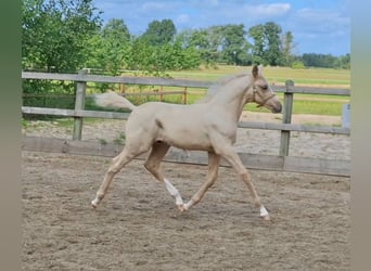 Kuc walijski partbred Mix, Ogier, Źrebak (06/2025), 153 cm, Izabelowata