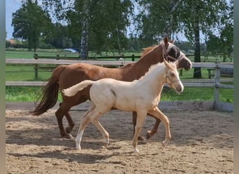 Kuc walijski partbred Mix, Ogier, Źrebak (06/2025), 153 cm, Izabelowata