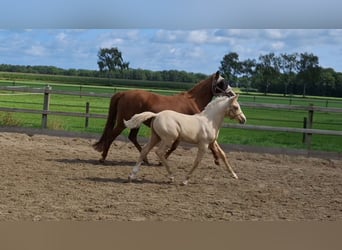 Kuc walijski partbred Mix, Ogier, Źrebak (06/2025), 153 cm, Izabelowata
