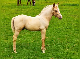 Kuc walijski partbred Mix, Ogier, Źrebak (06/2025), 153 cm, Izabelowata