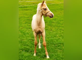 Kuc walijski partbred Mix, Ogier, Źrebak (06/2025), 153 cm, Izabelowata
