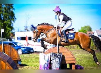 Kuc walijski partbred Mix, Wałach, 14 lat, 143 cm, Gniada