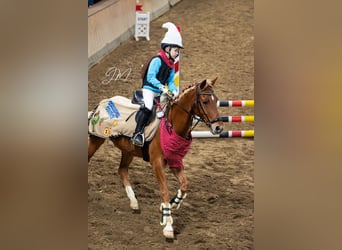 Kuc walijski partbred, Wałach, 15 lat, 148 cm, Kasztanowata