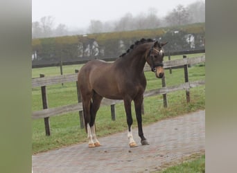 Kuc walijski partbred, Wałach, 3 lat, 146 cm, Jelenia