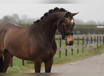 Kuc walijski partbred, Wałach, 3 lat, 146 cm, Jelenia