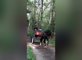 Kuc walijski partbred, Wałach, 5 lat, 138 cm, Gniada